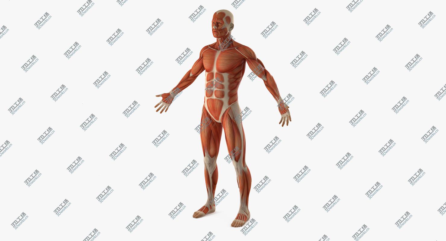 images/goods_img/20210319/Anatomy Male Muscular System Rigged model/3.jpg